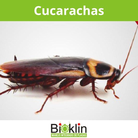 cucarachas